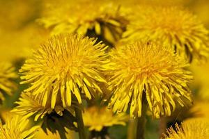 the macro photo of a flower of a dandelion. small depth of sharpness