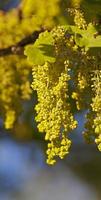 oak flower close up photo