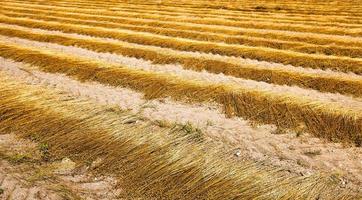 cosecha de lino en un campo foto