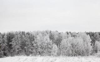 winter trees,  forest photo