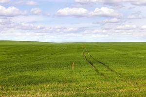 wheat green, field photo