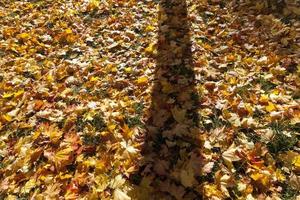 shade tree, close up photo