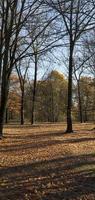 Autumn park, trees photo