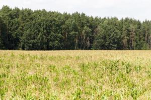 Corn and  Forest photo