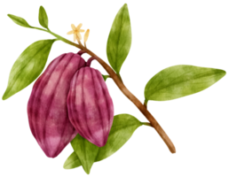 rama de acuarela de cacao png