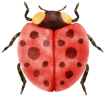 coccinelle aquarelle peinte png