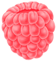 illustration aquarelle de framboise png