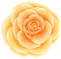 flor acuarela pintada a mano png