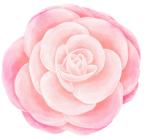 flor rosa acuarela pintada a mano png