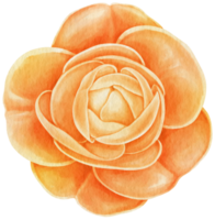 fiore acquerello dipinto a mano png