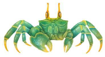 crabe aquarelle peinte à la main png