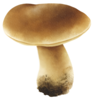 boletus o setas porcini ilustración acuarela png