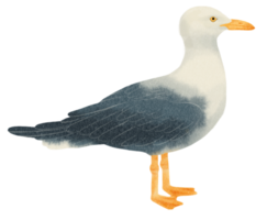 Seagull watercolor painted png