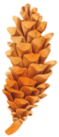 Pine cone watercolor png