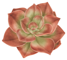illustrazione dell'acquerello della pianta succulenta rossa png