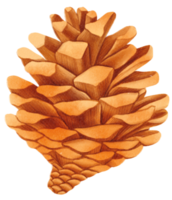 Pine cone watercolor png