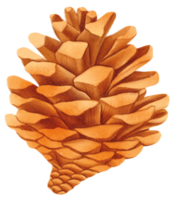 aquarelle de pomme de pin png