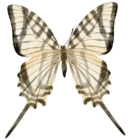 style aquarelle papillon noir et blanc pour élément décoratif