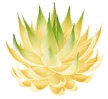 illustrazione dell'acquerello della pianta succulenta png