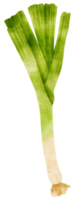 ilustración de acuarela vegetal de puerro png