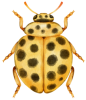 mariquita acuarela pintada png