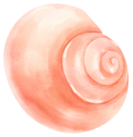 illustrazione dell'acquerello di frutti di mare conchiglia png