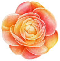 Flower Watercolor hand-painted png