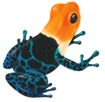 sapo pintado à mão em aquarela png