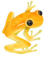 sapo pintado à mão em aquarela png