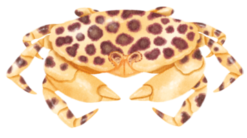 crabe aquarelle peinte à la main png