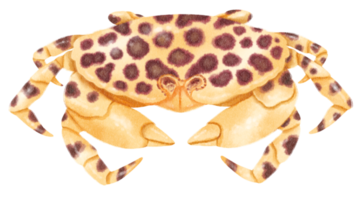 Crab watercolor hand painted png