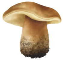 illustrazione dell'acquerello di funghi porcini o porcini png