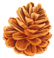 Pine cone watercolor png