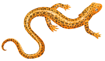 illustrazione dell'acquerello di salamandra png