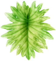 Tropical Leaf  watercolor style for Decorative Element png