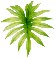 Tropical Leaf  watercolor style for Decorative Element png