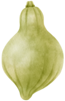 ilustración de acuarela vegetal de calabaza de invierno png