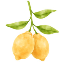 akvarell gren av citron frukter png