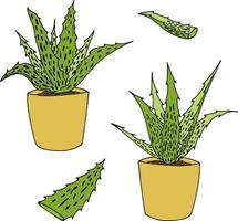 Set of Aloe vera. Doodle style. Vector image.