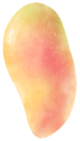 Mango Fruit Watercolor illustration
