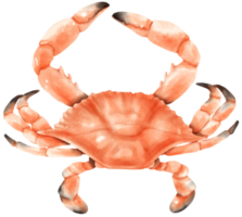 krabba skaldjur akvarell illustration png