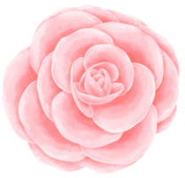 rosa blomma akvarell handmålad png