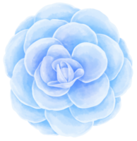 hermosa flor acuarela ilustración png