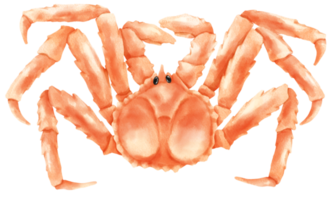 illustrazione dell'acquerello dei frutti di mare del granchio reale png