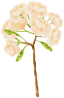 fiore bianco acquerello dipinto a mano png