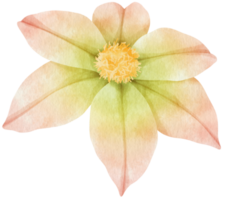 Flower Watercolor hand-painted png