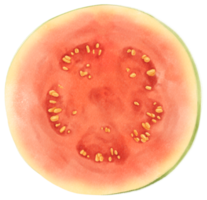 de helft van de guavefruit aquarel illustratie png