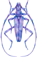 Bug watercolor painted png