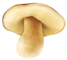 ilustração em aquarela de cogumelos boletus ou porcini png