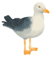 gaviota acuarela pintada png